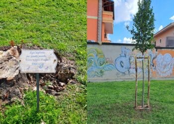 Sestu, dopo le raffiche di vento un nuovo alloro come simbolo di memoria e speranza