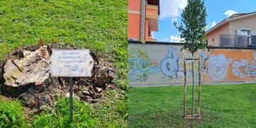 Sestu, dopo le raffiche di vento un nuovo alloro come simbolo di memoria e speranza