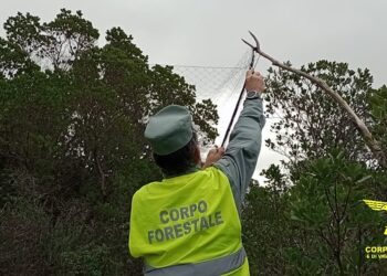 Decine di reti e trappole a scatto nel Sulcis, operazione della forestale di contrasto all’uccellagione