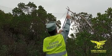 Decine di reti e trappole a scatto nel Sulcis, operazione della forestale di contrasto all’uccellagione
