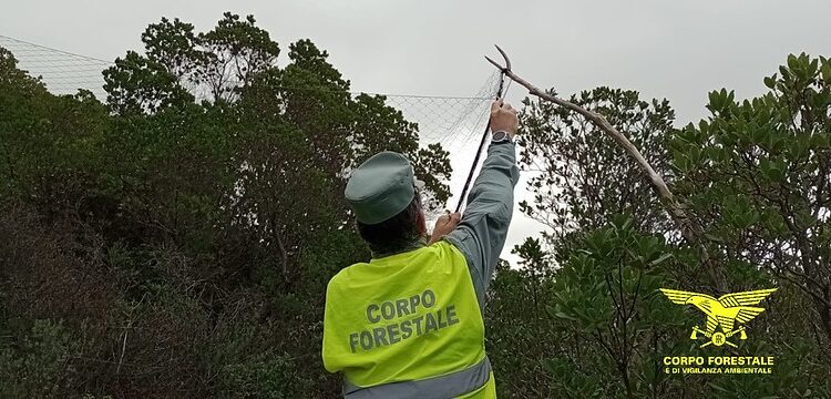 Decine di reti e trappole a scatto nel Sulcis, operazione della forestale di contrasto all’uccellagione