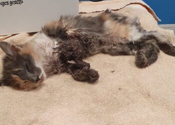 Radio Zampetta Sarda: Recuperata una gattina in fin di vita, avviata una raccolta fondi