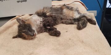 Radio Zampetta Sarda: Recuperata una gattina in fin di vita, avviata una raccolta fondi