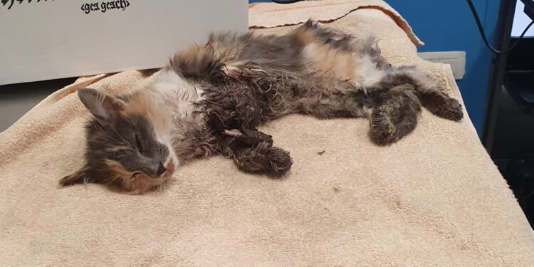 Radio Zampetta Sarda: Recuperata una gattina in fin di vita, avviata una raccolta fondi