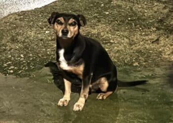 Radio Zampetta Sarda: adozione del cuore per Spillo