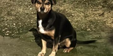 Radio Zampetta Sarda: adozione del cuore per Spillo