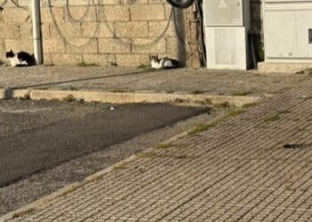 Quartucciu, gatti randagi in pericolo: “Abbiamo timore che possano essere avvelenati”
