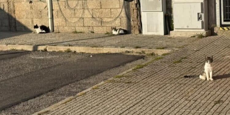 Quartucciu, gatti randagi in pericolo: “Abbiamo timore che possano essere avvelenati”