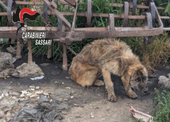 Ossi, cane abbandonato senza cibo e legato a una catena: i carabinieri denunciano il proprietario