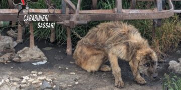 Ossi, cane abbandonato senza cibo e legato a una catena: i carabinieri denunciano il proprietario