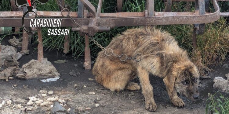 Ossi, cane abbandonato senza cibo e legato a una catena: i carabinieri denunciano il proprietario