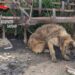 Ossi, cane abbandonato senza cibo e legato a una catena: i carabinieri denunciano il proprietario