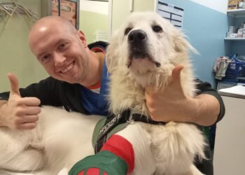 Gli esperti di Radio Zampetta Sarda: quando l’aggressività è legata al dolore