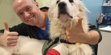 Gli esperti di Radio Zampetta Sarda: quando l’aggressività è legata al dolore