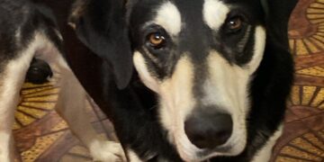 Serrenti, lotta al randagismo e sensibilizzazione verso gli animali d’affezione