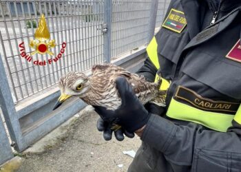 Monserrato, occhione resta intrappolato nella rete del campo sportivo: salvato dai vigili del fuoco