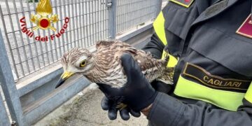 Monserrato, occhione resta intrappolato nella rete del campo sportivo: salvato dai vigili del fuoco