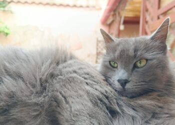 Radio Zampetta Sarda: la dolcissima Nala in cerca di una vera Famiglia per la vita