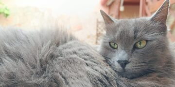 Radio Zampetta Sarda: la dolcissima Nala in cerca di una vera Famiglia per la vita