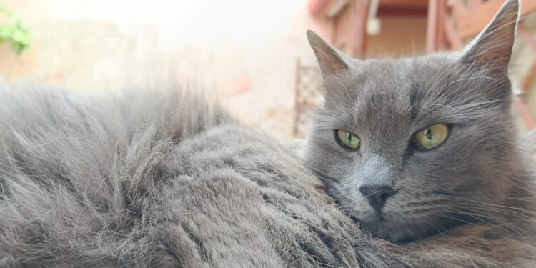 Radio Zampetta Sarda: la dolcissima Nala in cerca di una vera Famiglia per la vita