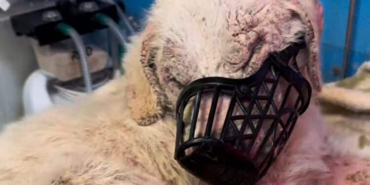 Orrore nelle campagne di Dolianova: recuperato un cagnolone in fin di vita, non mangia e non beve da molto tempo