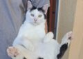 Serramanna, il gatto dei bimbi dell’asilo è sparito: sos per ritrovare Micisceddu