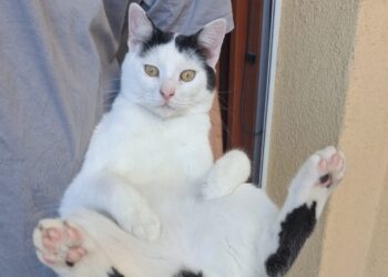 Serramanna, il gatto dei bimbi dell’asilo è sparito: sos per ritrovare Micisceddu