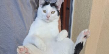 Serramanna, il gatto dei bimbi dell’asilo è sparito: sos per ritrovare Micisceddu