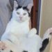 Serramanna, il gatto dei bimbi dell’asilo è sparito: sos per ritrovare Micisceddu