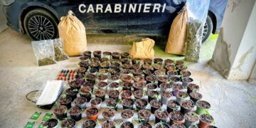 Maracalagonis, scoperta una serra bunker in un’azienda agricola: sequestrati 14 kg di marijuana, un arresto
