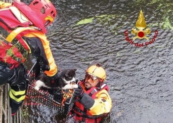 Oristano, i vigili del fuoco salvano un gatto in uno scantinato allagato
