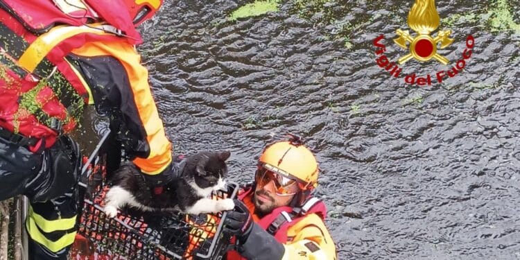 Oristano, i vigili del fuoco salvano un gatto in uno scantinato allagato