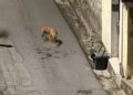 Cani liberi durante la notte massacrano i gatti a Sestu, residenti preoccupati: “E se fosse stato un bambino?”