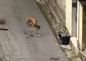 Cani liberi durante la notte massacrano i gatti a Sestu, residenti preoccupati: “E se fosse stato un bambino?”