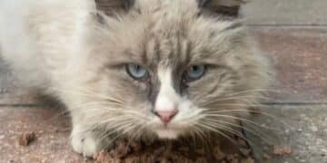 Radio Zampetta Sarda: vittima di abbandono Oscar Gigi cerca casa e coccole