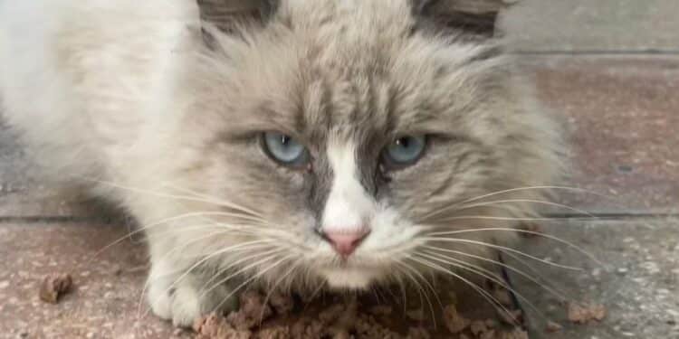 Radio Zampetta Sarda: vittima di abbandono Oscar Gigi cerca casa e coccole