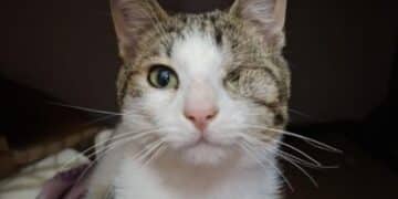 Radio Zampetta Sarda, adozione del cuore per il dolcissimo Uncino