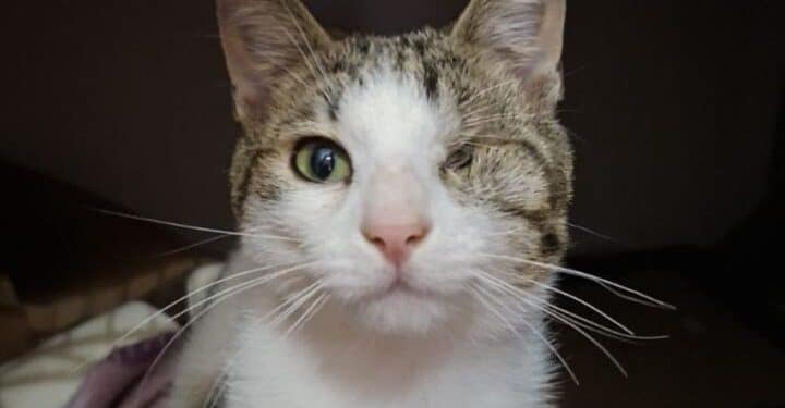 Radio Zampetta Sarda, adozione del cuore per il dolcissimo Uncino