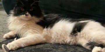 Radio Zampetta Sarda, smarrito Silvestro a Cagliari: si offre ricompensa