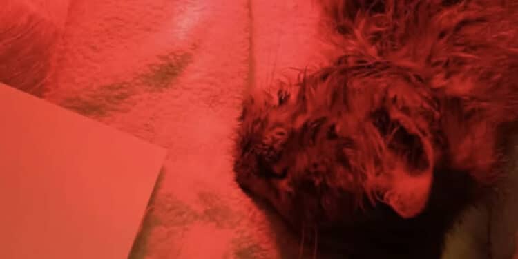 Orrore a Dolianova: gattina picchiata e chiusa in delle buste