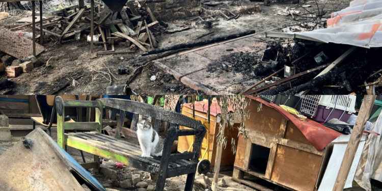 Quartucciu, un incendio distrugge un rifugio per gattini: “Aiutateci, sono i nostri figli”