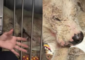 Dolianova: resta delicata la situazione del cane Hope, recuperato in fin di vita dalle volontarie