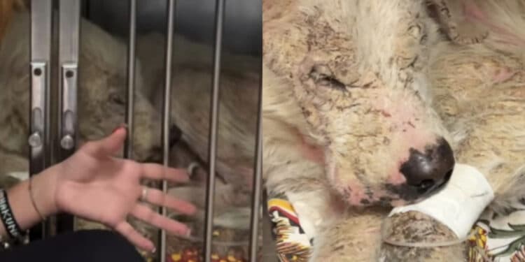 Dolianova: resta delicata la situazione del cane Hope, recuperato in fin di vita dalle volontarie