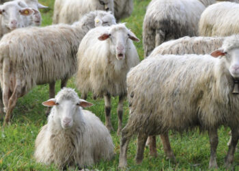 Bluetongue, firmato il decreto 2026: rafforzata la strategia regionale che punta su vaccinazioni, biosicurezza e lotta al vettore