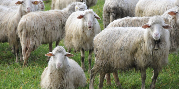 Bluetongue, firmato il decreto 2026: rafforzata la strategia regionale che punta su vaccinazioni, biosicurezza e lotta al vettore