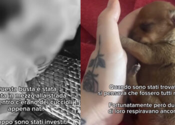 Cagliari, orrore contro gli animali: cuccioli appena nati chiusi in una busta e gettati in mezzo alla strada