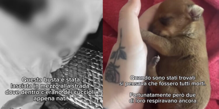Cagliari, orrore contro gli animali: cuccioli appena nati chiusi in una busta e gettati in mezzo alla strada