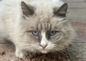 Radio Zampetta Sarda- Gofund.me per Oscar Gigi, gatto felv bisognoso di cure