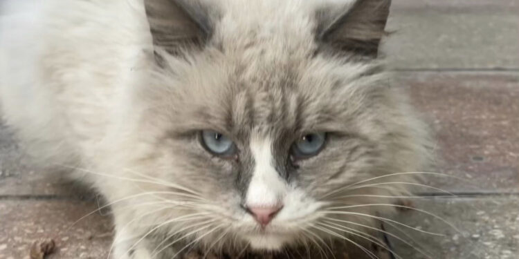 Radio Zampetta Sarda- Gofund.me per Oscar Gigi, gatto felv bisognoso di cure