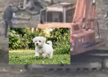 Cagliari, cagnolino ucciso con l’escavatore durante i lavori di riqualificazione della piazza: arriva la denuncia